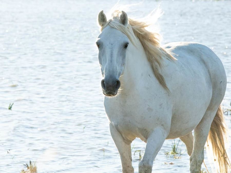 Safari fotográfico en 4x4 desde Aigues-Mortes (30)