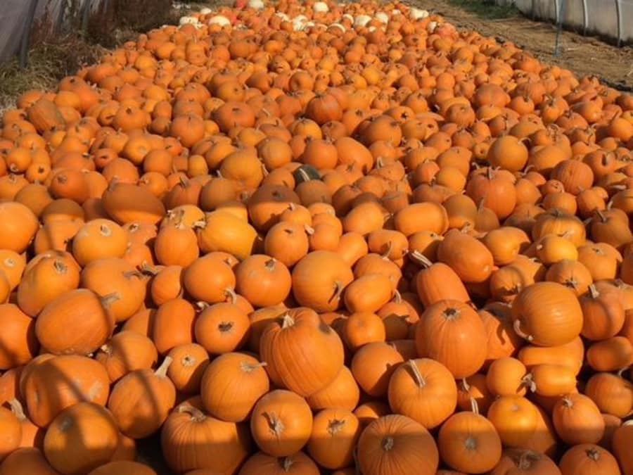Halloween pumpkin workshop at Cueillette de Torfou (91)
