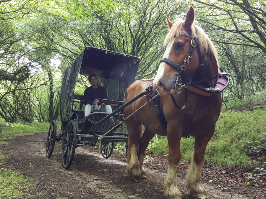 Paseo en coche de caballos y día de mercado en Callac (22)