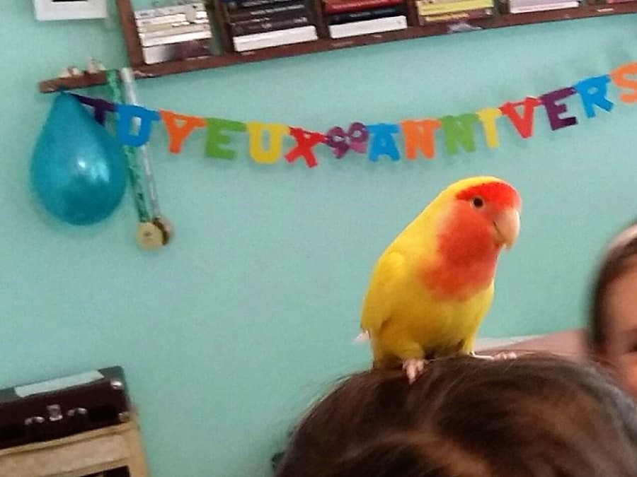 Anniversaire Z'animos Party 5-9 ans à domicile