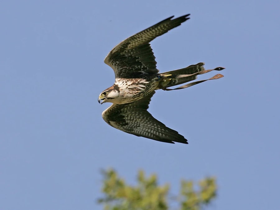 Billet pour l'Espace Rambouillet à Sonchamp (78)