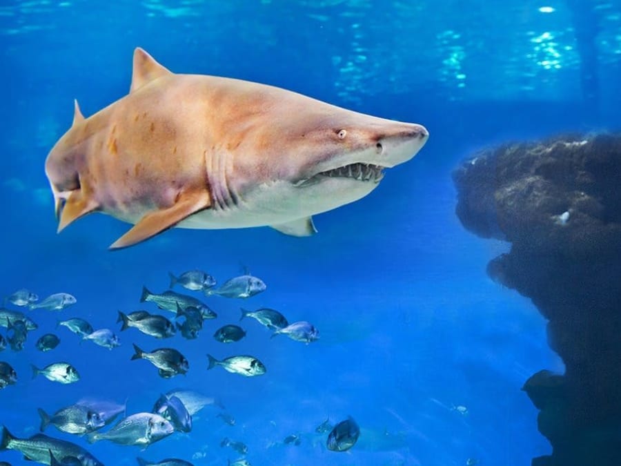 Inmersión con tiburones en la piscina del Acuario de Palma de Mallorca