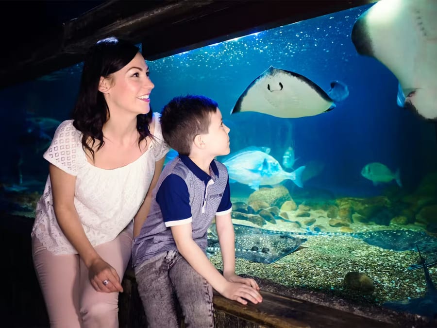 Billet d'entrée pour l'Aquarium Sea Life à Blankenberge