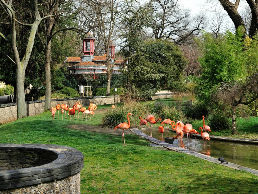 Biglietto d'ingresso con accesso prioritario allo Zoo del Jardin des Plantes
