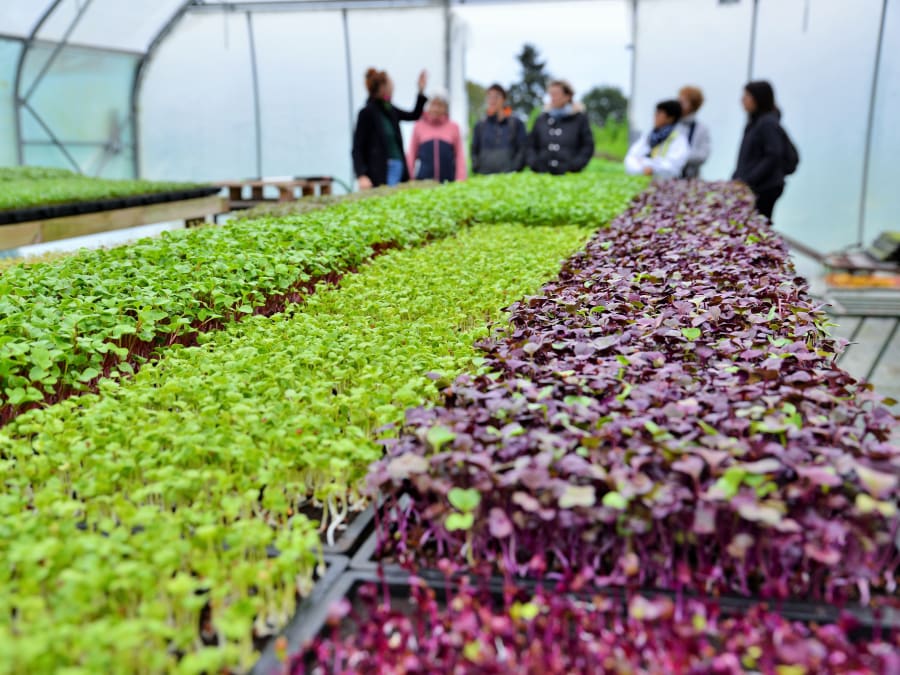 Initiation à la culture de micropousses à Vern-sur-Seiche (35)