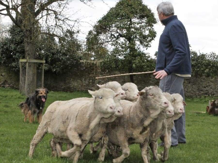 Shearing Festival at the Bergerie Nationale de Rambouillet (78)