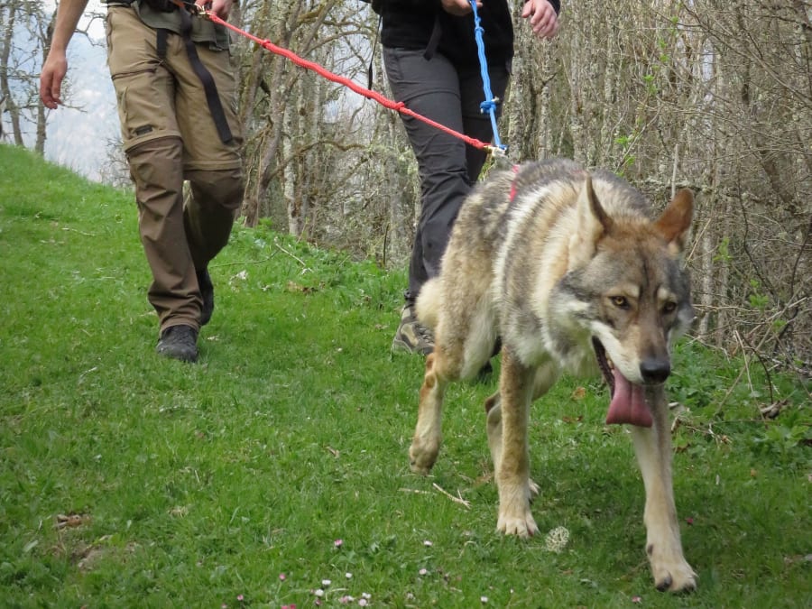 Cani-Rando at Mont Caly (74)