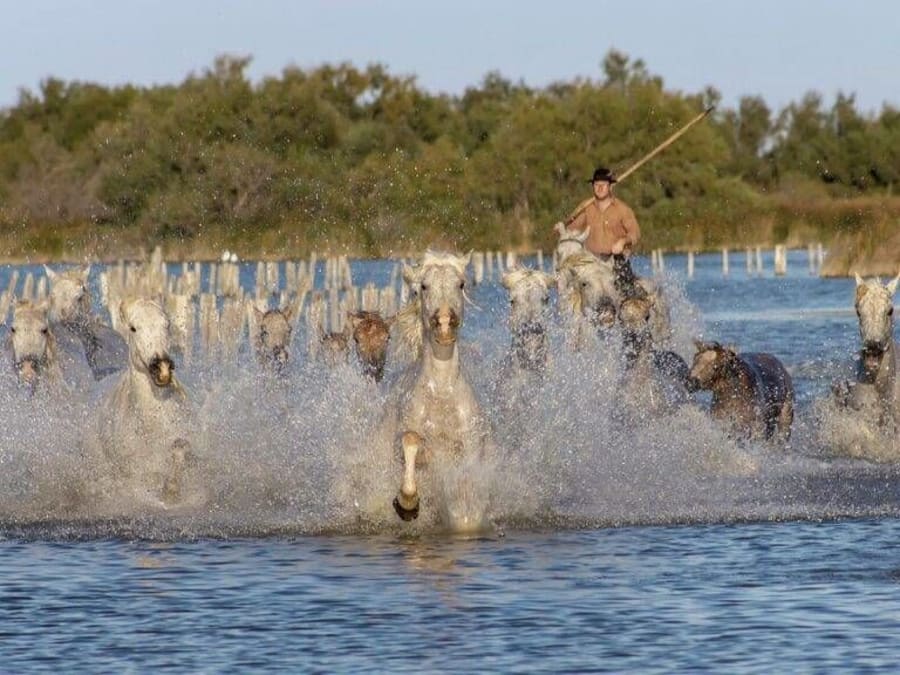 Camargue excursion and wine tasting in Aigues-Mortes (30)