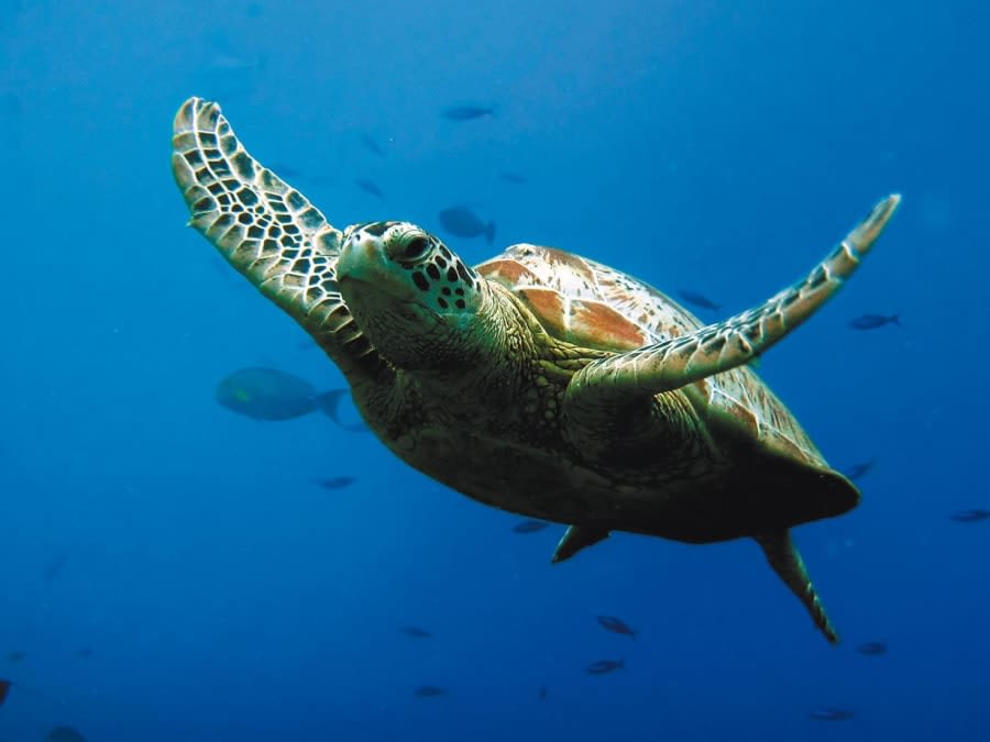 Team Building afterwork à Sea Life à Serris (77)