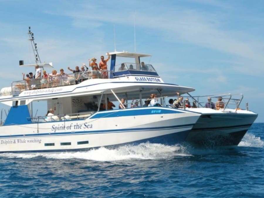 Gran Canaria : excursion d'observation des dauphins