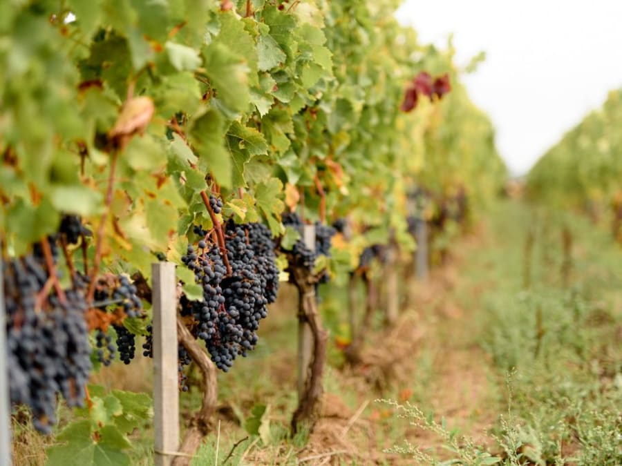 Visite & dégustation de vins au domaine La Bouche du Roi (78)