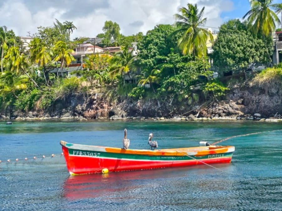 Ausflug mit Delfinbeobachtung, Schnorcheln und Imbiss auf Martinique (972)