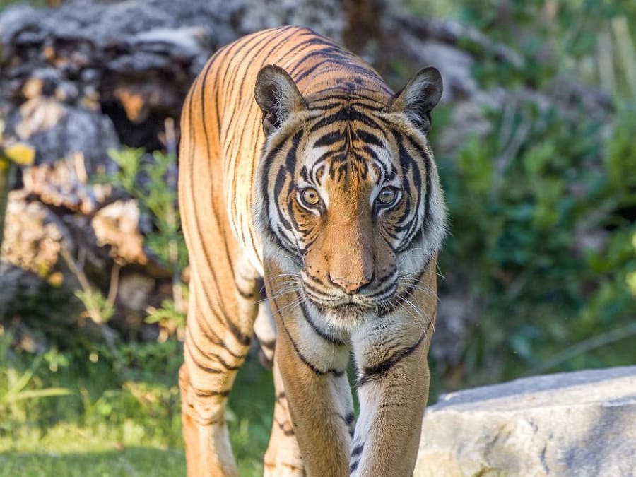 Billet pour Planète Sauvage (44)