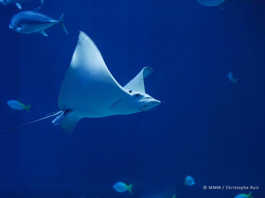 Entradas para Planet Ocean Montpellier (34)