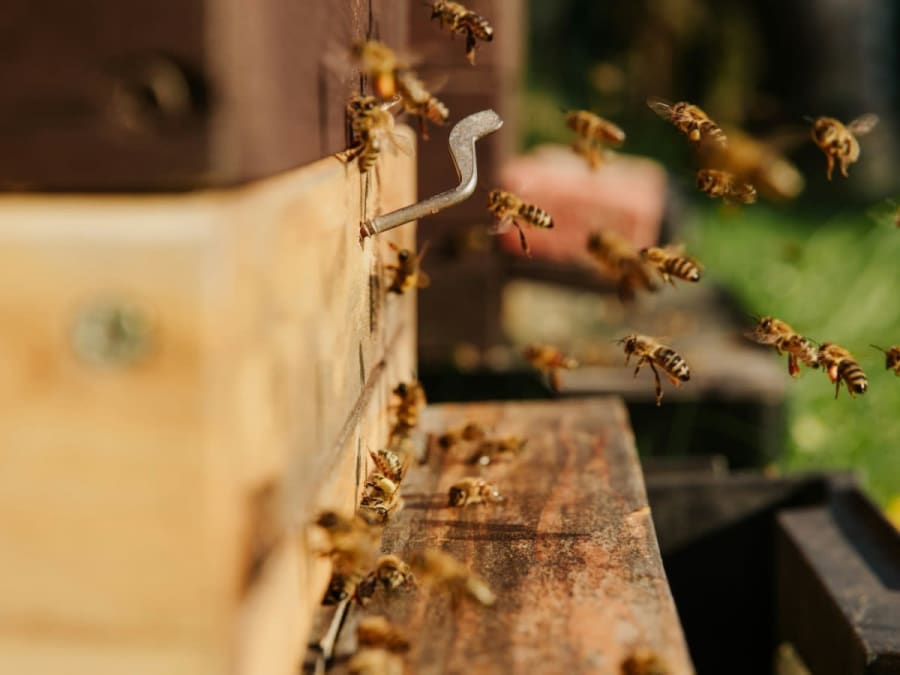 Stage Apiculture d'une journée : Immersion au Rucher à Daux (31)
