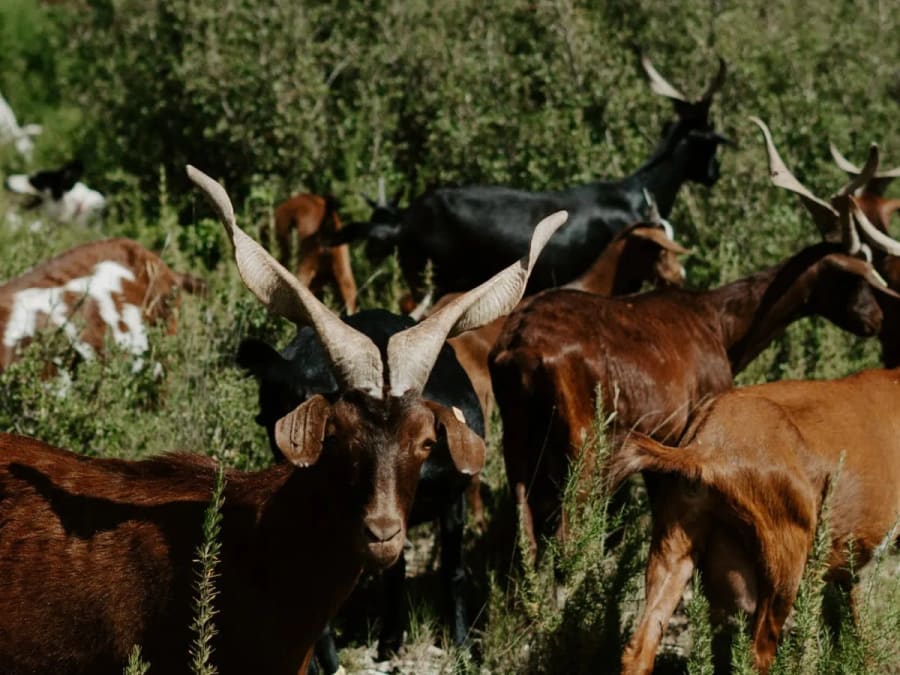 Team Building journée visite & dégustation vins et fromage (13)