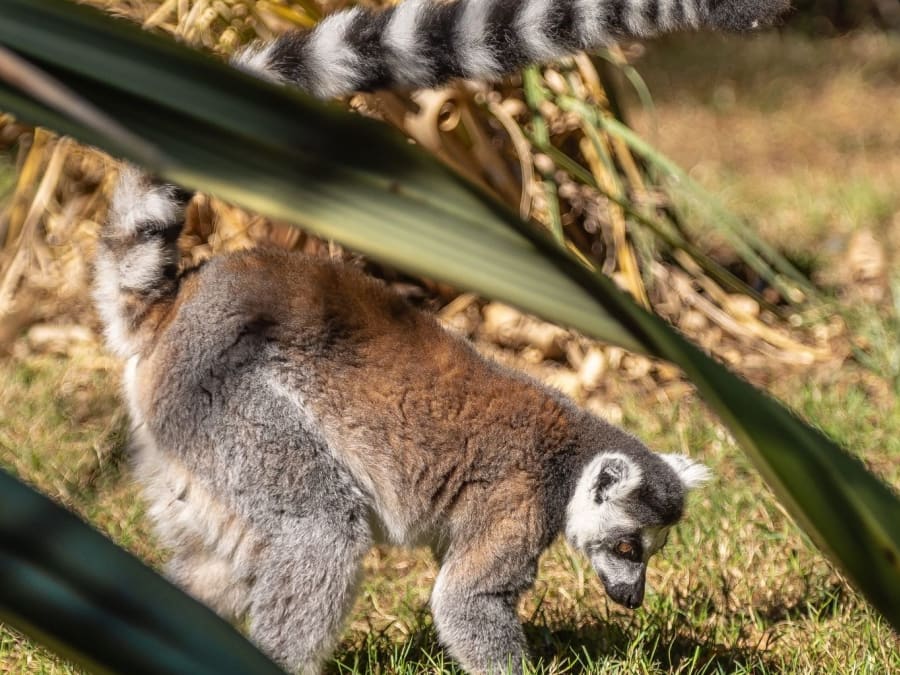 Tickets for the Bourbansais zoological park in Pleugueneuc