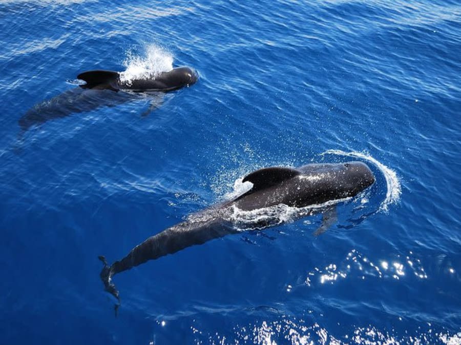 Croisière Viking et observation des dauphins  à Tenerife