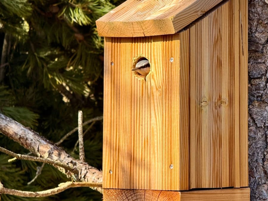 Taller para padres e hijos: creación de casitas para pájaros en Décines-Charpieu (69)