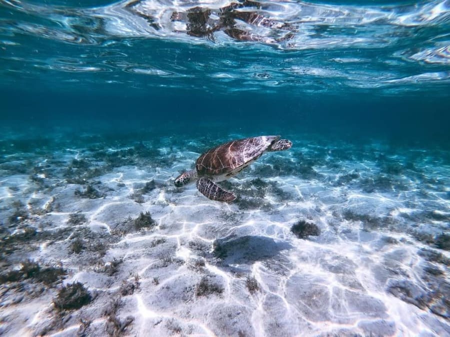 Excursion à la journée à Petite Terre (971)