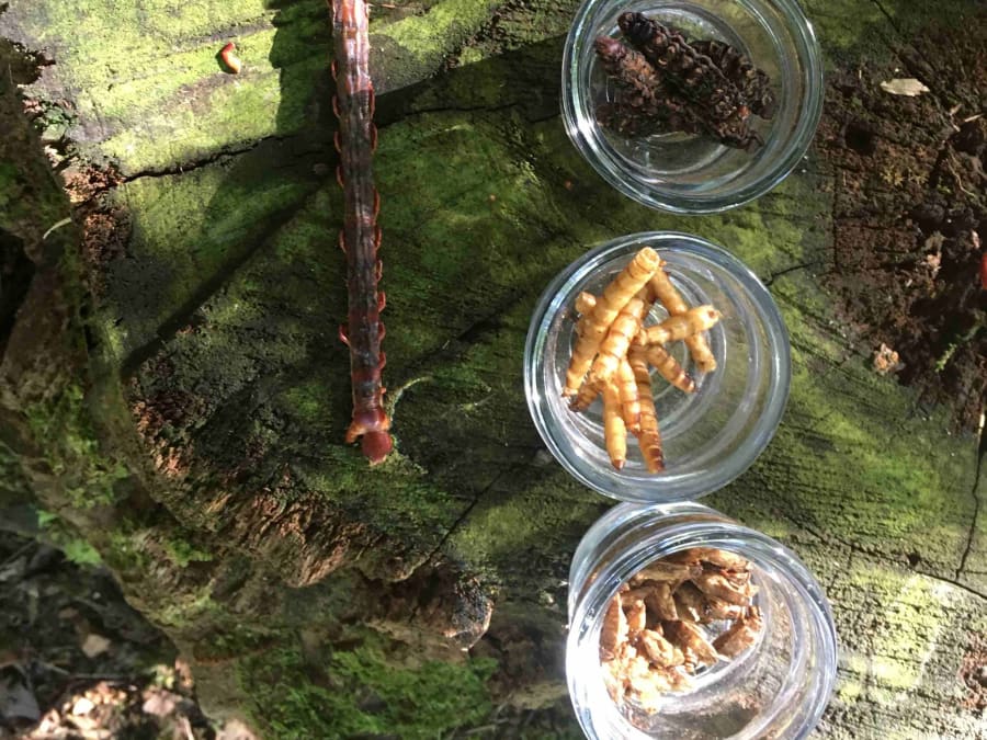 Team Building Chasse au trésor (avec déjeuner inclus) en Gironde