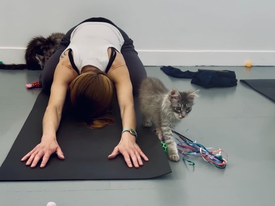 Ioga com gatos e gatinhos/Kitten Yoga em Lagny-sur-Marne (77)