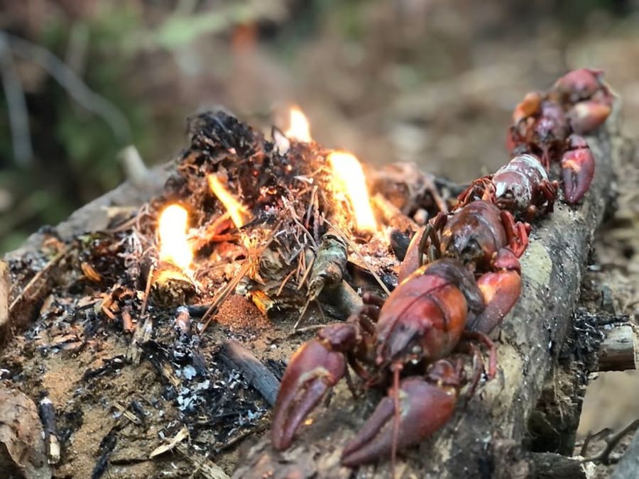 Taller de cocina salvaje en Dordoña (24)