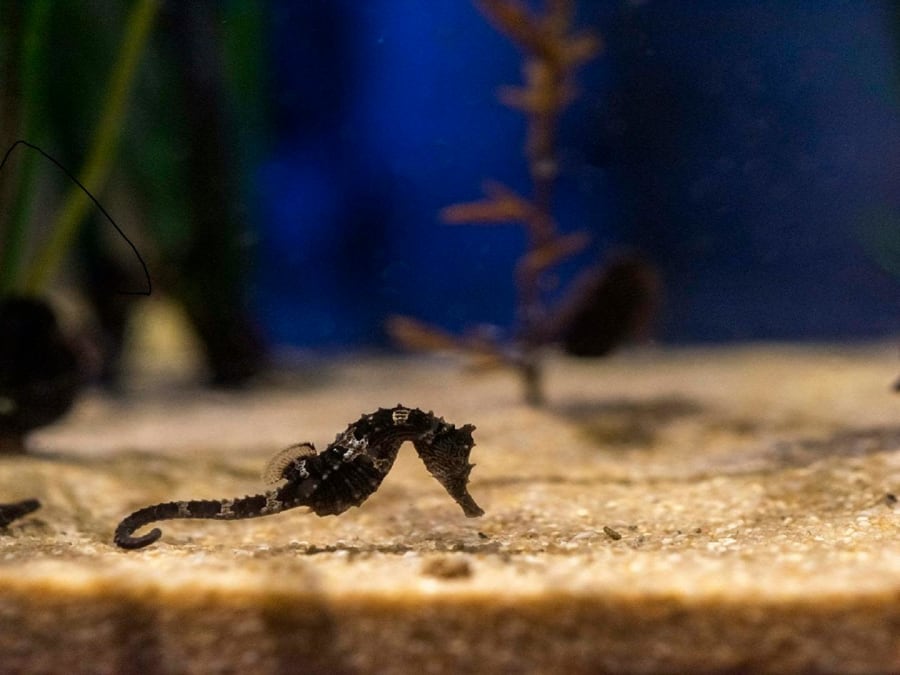 Billet coupe-file pour Le Seaquarium (30)