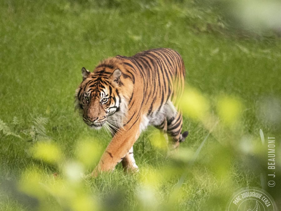 Billet pour le Zoo de Cerza (14)