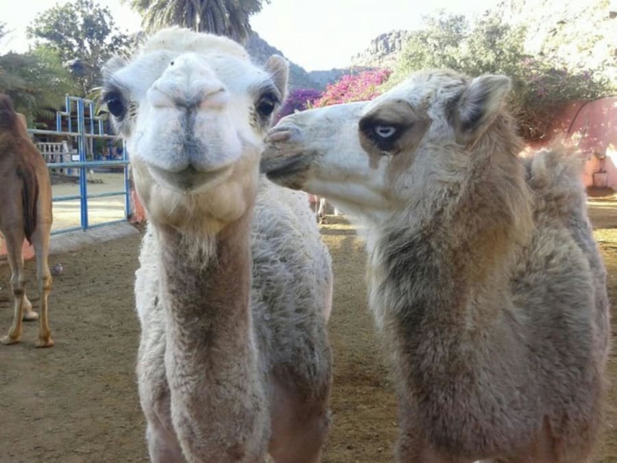 Camel ride in the Maspalomas dunes