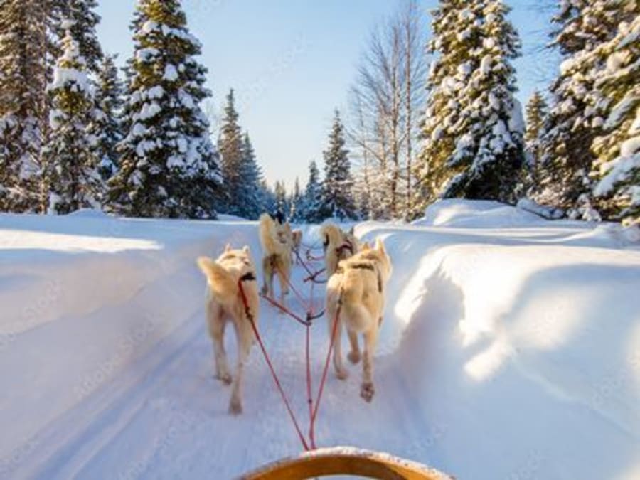 Introduction to dog sledding in Avoriaz (74)