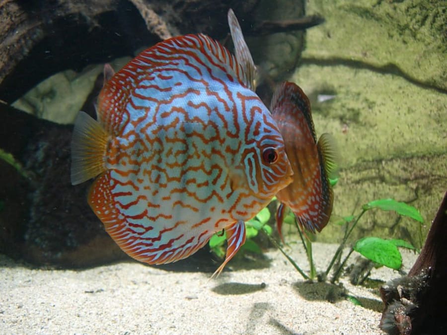 Tropical Aquarium ticket (26)