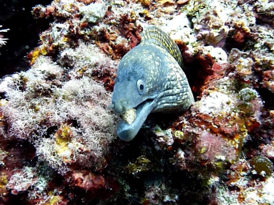 Devenez plongeur : 1/2 journée initiation en mer à Nice (05)