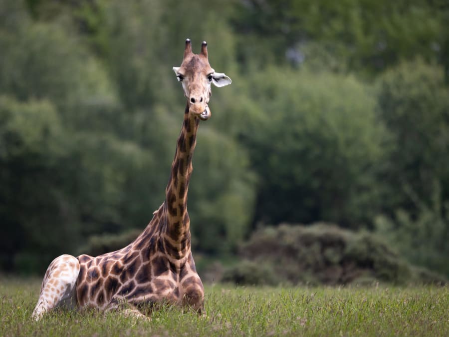 Ticket for Branféré animal and botanical park (56)