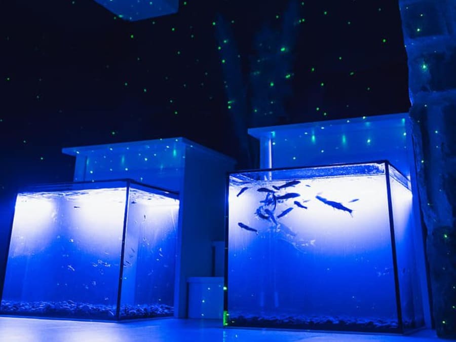 Fish SPA à Paris 2ème