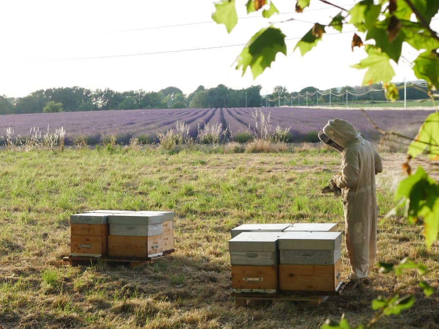 Atelier initiation à l'apiculture à Aix-en-Provence