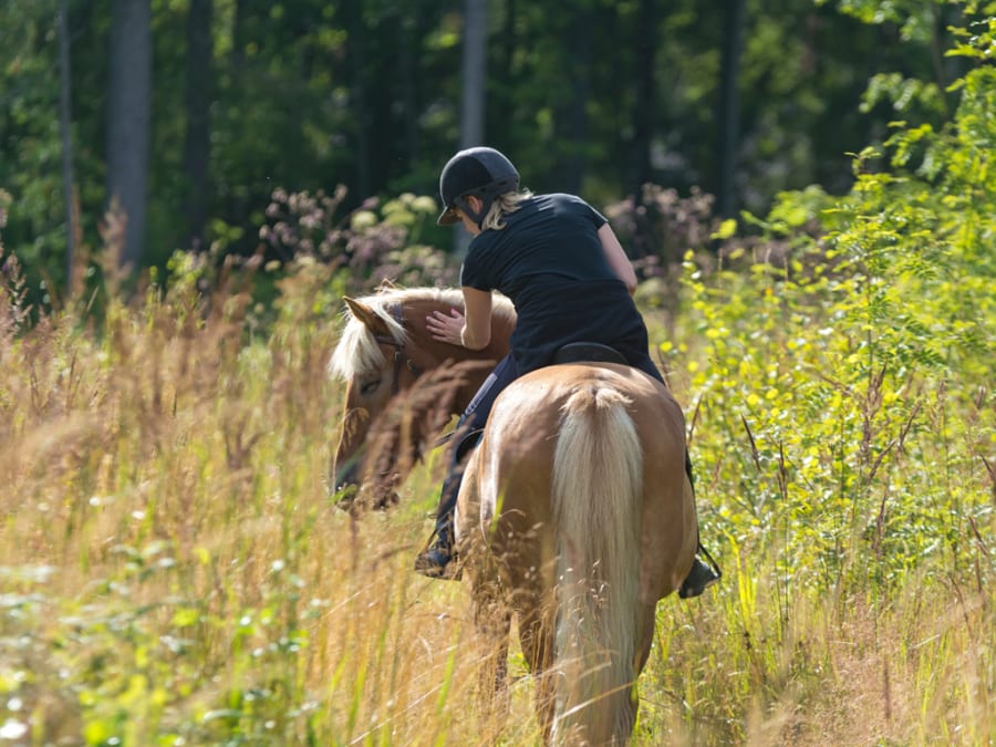 Balade découverte 1h à cheval proche d'Annecy (74)