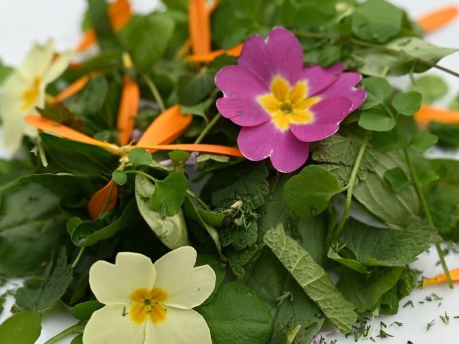Aperitif discovery of wild plants in Saint Lyphard (44)
