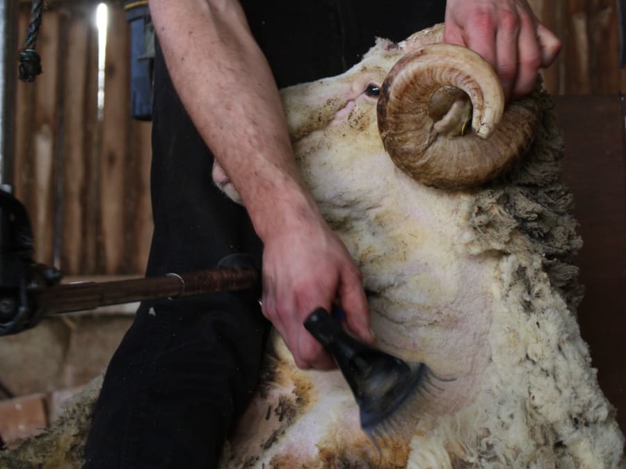 Shearing Festival at the Bergerie Nationale de Rambouillet (78)