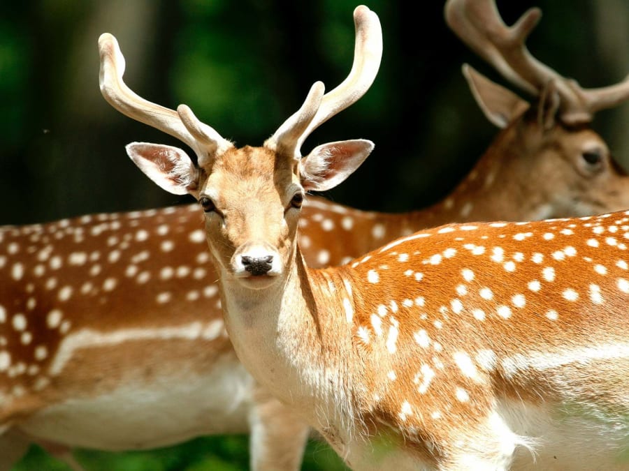 Ticket for the Haute-Touche Zoological Reserve (36)