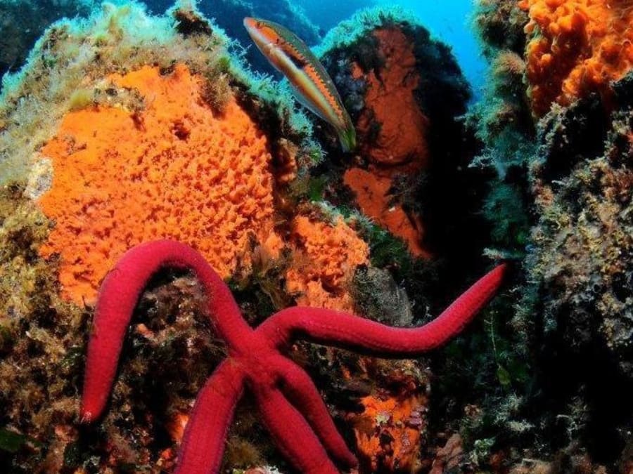 Scuba diving baptism in Calvi (20)