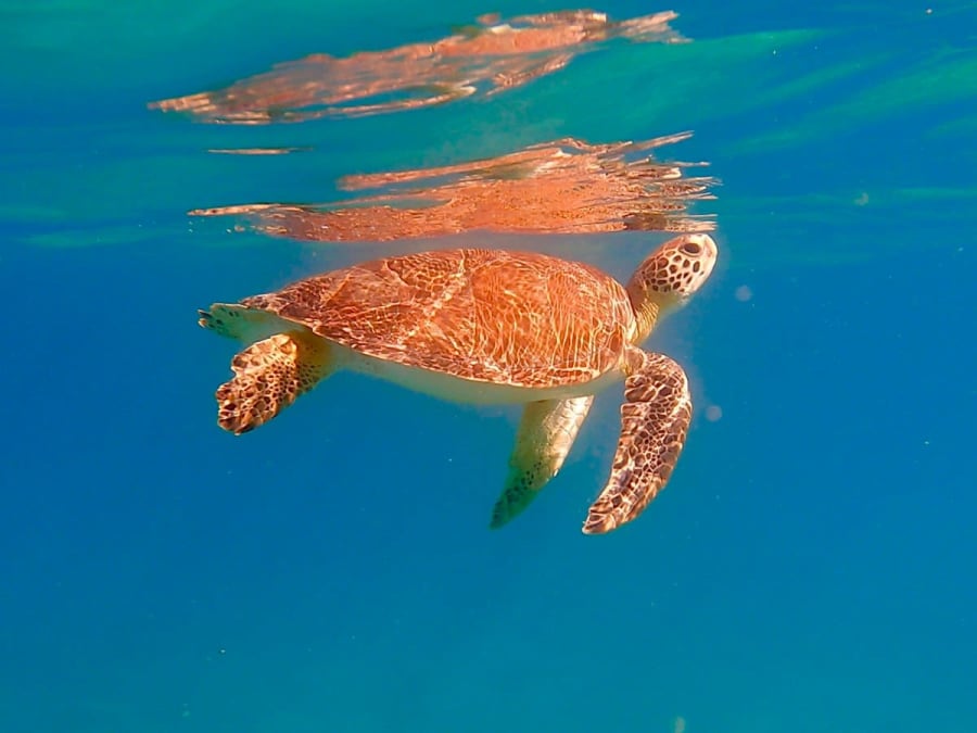 Excursão às Tartarugas Marinhas e Baías Selvagens na Martinica (972) 