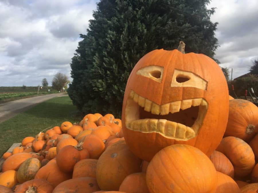 Atelier citrouille pour Halloween à la Cueillette de Férin (59)