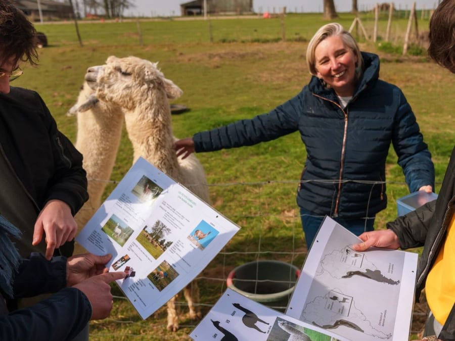 Balade avec des alpagas à La Cerlangue (76)