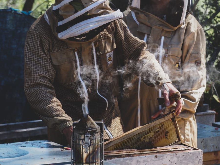 Atelier initiation à l'apiculture à Aix-en-Provence