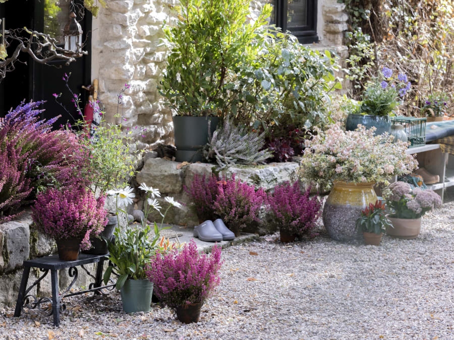 Culture en pot et rempotage réussis chez Truffaut Mérignac (33)