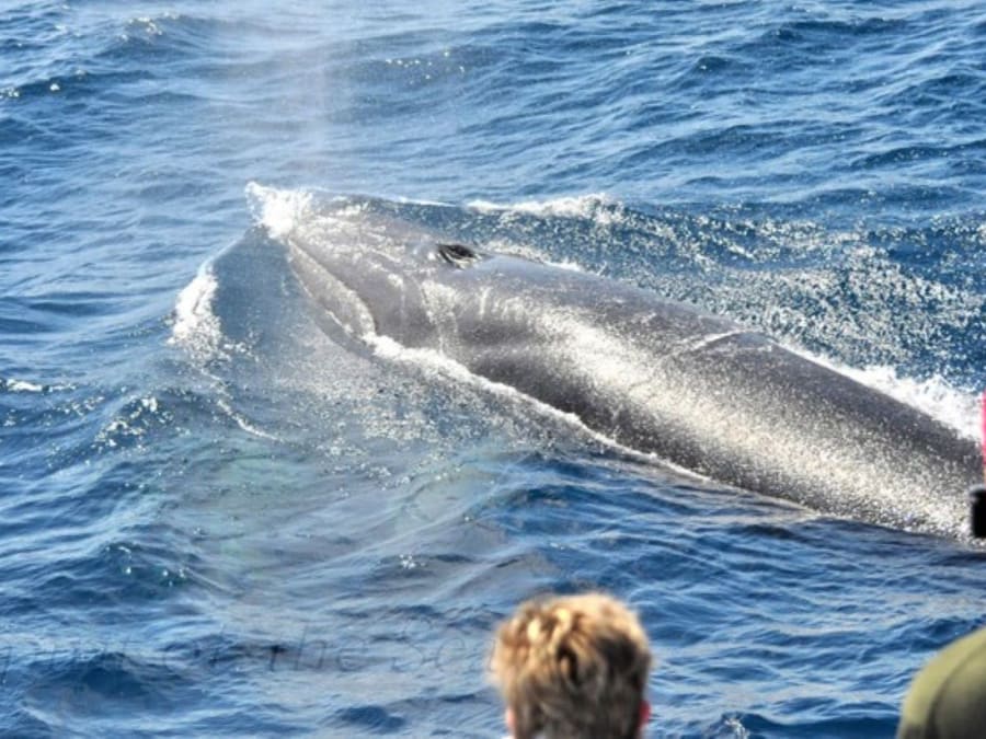 Gran Canaria : excursion d'observation des dauphins