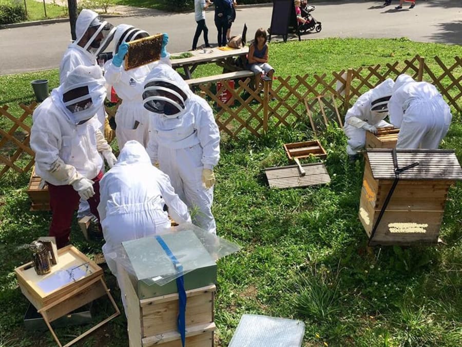 Stage 1/2 Journée Apiculture À Paris