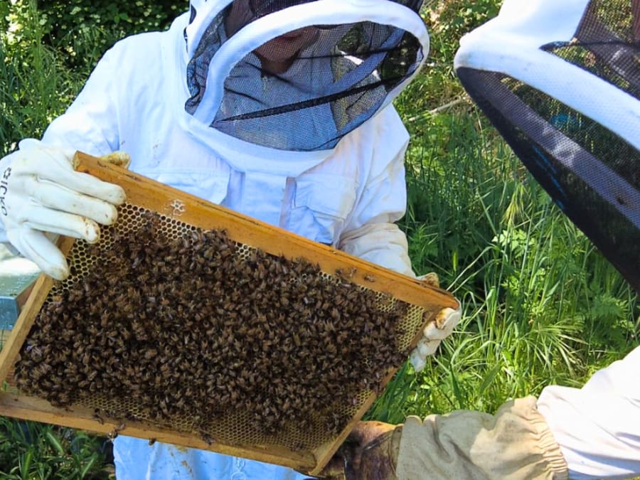 Team Building d'initiation à l'apiculture à Bollène (84) 