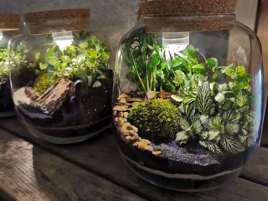 Team Building terrarium lumineux à Paris 20ème